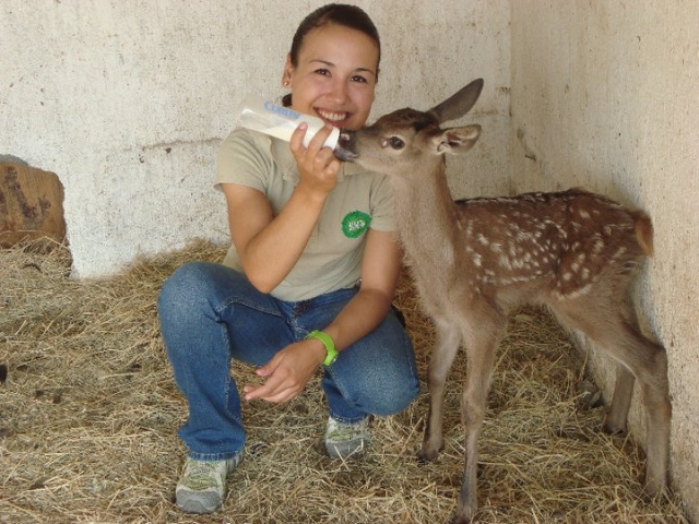 nuestros animalitos